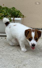 Cuccioli Jack Russell