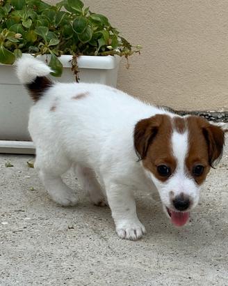 Cuccioli Jack Russell