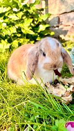 Conigli ariete e cavie