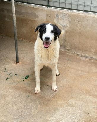 Oreo cucciolone taglia medio grande