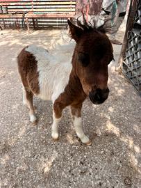 Pony Falabella