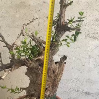 Bonsai