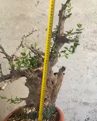 Bonsai