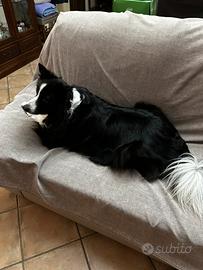 Cuccioli di border collie