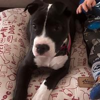Amstaff