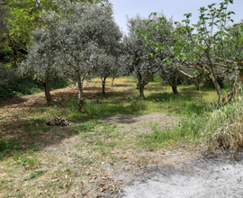 Terreno agricolo