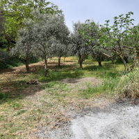Terreno agricolo