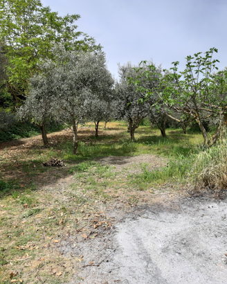 Terreno agricolo