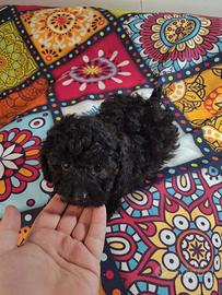 Barboncini toy silver maschio