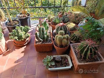 Piante grasse 