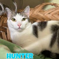 Hunter gattino biancogrigio di 2 anni