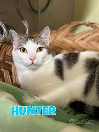 Hunter gattino biancogrigio di 2 anni