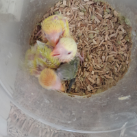 Pulli di inseparabile agapornis roaeicollis