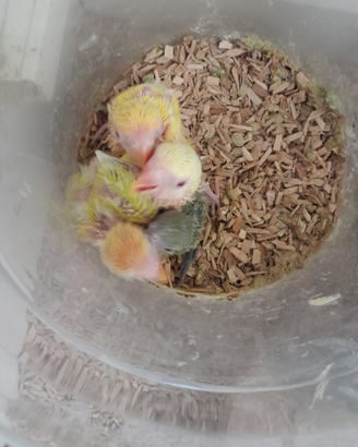 Pulli di inseparabile agapornis roaeicollis