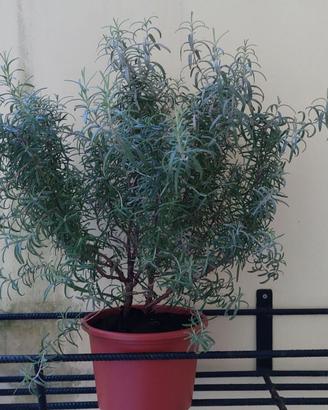 Pianta di rosmarino in vaso se qualcuno la regala