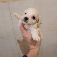 Cuccioli di maltipoo mamma maltese papà barboncino