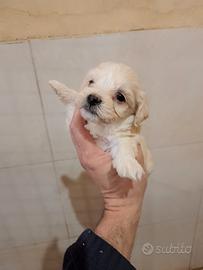 Cuccioli di maltipoo mamma maltese papà barboncino