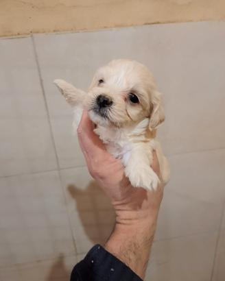 Cuccioli di maltipoo mamma maltese papà barboncino