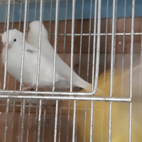 Canarini Bianco recessivo