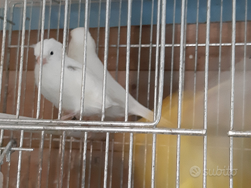 Canarini Bianco recessivo