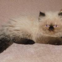 Gatto persiano