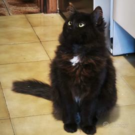 Gattino pelo semilungo