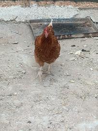 Galline