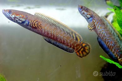 Pesci bleheri arcobaleno