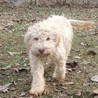 Disponibile cucciola Lagotto Romagnolo