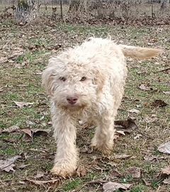 Disponibile cucciola Lagotto Romagnolo