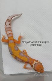 Geco Leopardino