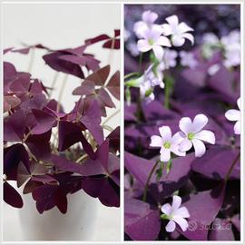 20 bulbi oxalis triangularis Burgundy Wine