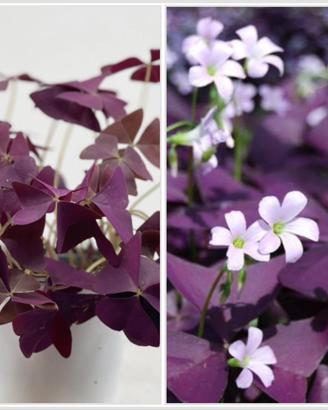 20 bulbi oxalis triangularis Burgundy Wine