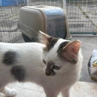Gattina bianca