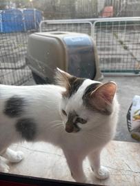 Gattina bianca