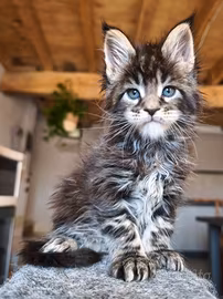 Maine coon