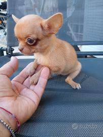 Chihuahua femminuccia micro toy