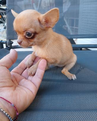Chihuahua femminuccia micro toy