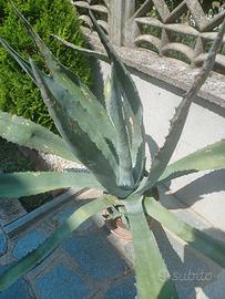 aloe vera pianta ornamentale 