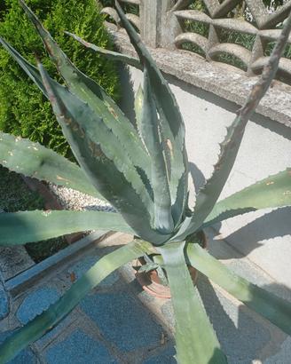 aloe vera pianta ornamentale 