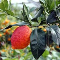 Limone ROSSO  e Limone DOLCE