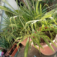 Piante di palme varie dimensioni