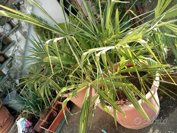 Piante di palme varie dimensioni