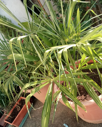 Piante di palme varie dimensioni