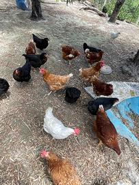 Galline ovaiole