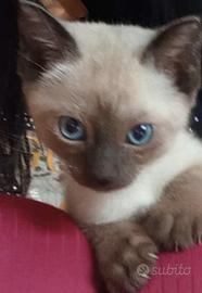 Gattini siamesi thai