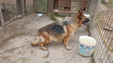 Cuccioli pastore tedesco