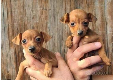 Pincher toy solo femmina ultima