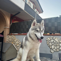 Siberian husky cuccioli