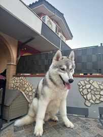 Siberian husky cuccioli